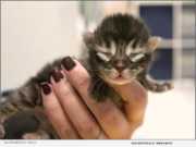 Sacramento SPCA Braces for an Overwhelming Kitten Season