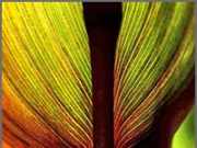 Canna Leaf Rainbow (c) 2012 Julie Jaycox