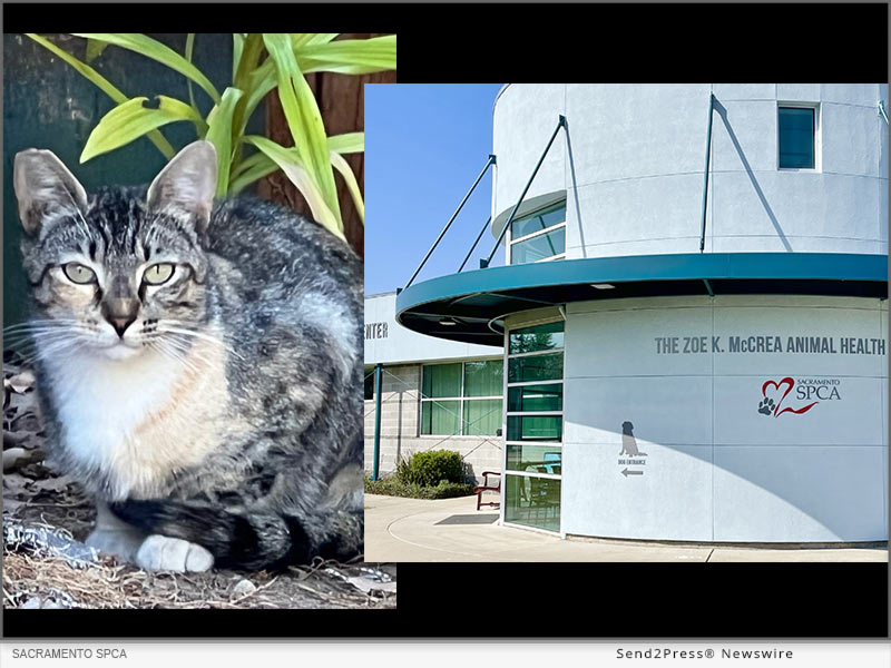 The Sacramento SPCA Performs 300,000th Spay and Neuter Surgery, at Community Cat Clinic