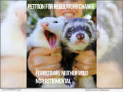 Legalize Ferrets Pauses its Lawsuit, Files Petition