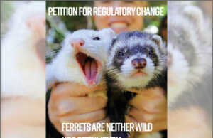 Legalize Ferrets Pauses its Lawsuit, Files Petition