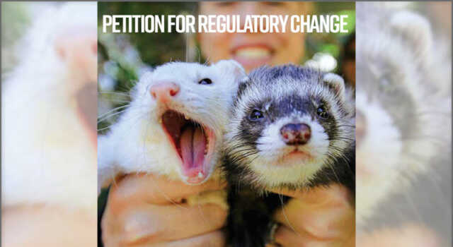 Legalize Ferrets Pauses its Lawsuit, Files Petition