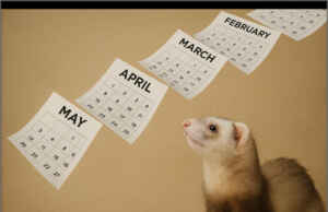 Fish & Game Can’t Produce a Single Document on Domestic Ferrets