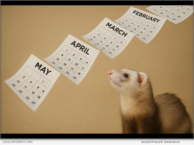 Fish & Game Can’t Produce a Single Document on Domestic Ferrets
