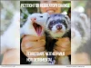 California’s Ferret Ban Inherited in 1933