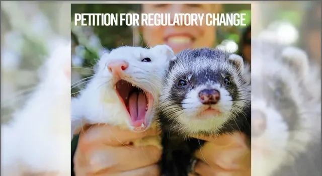 California’s Ferret Ban Inherited in 1933