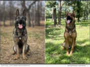 Real-World Police Experience Drives 4,000+ Elite Protection and Security Dog Placements Worldwide | National News