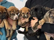 Petco Love Invests $15K in Sacramento SPCA for 2026 to Save and Improve the Lives of Local Pets A litter of puppies who were recently spayed and neutered at the Sacramento SPCA