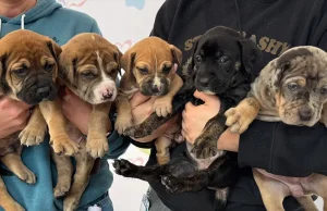 Petco Love Invests $15K in Sacramento SPCA for 2026 to Save and Improve the Lives of Local Pets A litter of puppies who were recently spayed and neutered at the Sacramento SPCA