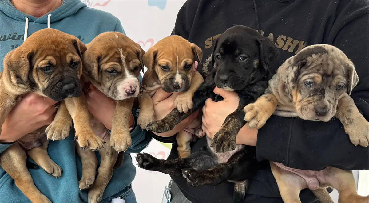 A litter of puppies who were recently spayed and neutered at the Sacramento SPCA
