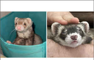 San Diego Area Resident Files Writ of Mandate Regarding California State Ferret Ban Domestic ferrets are legal to own in 48 U.S. states, yet California continues to maintain a prohibition