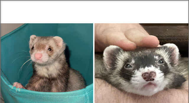 San Diego Area Resident Files Writ of Mandate Regarding California State Ferret Ban Domestic ferrets are legal to own in 48 U.S. states, yet California continues to maintain a prohibition