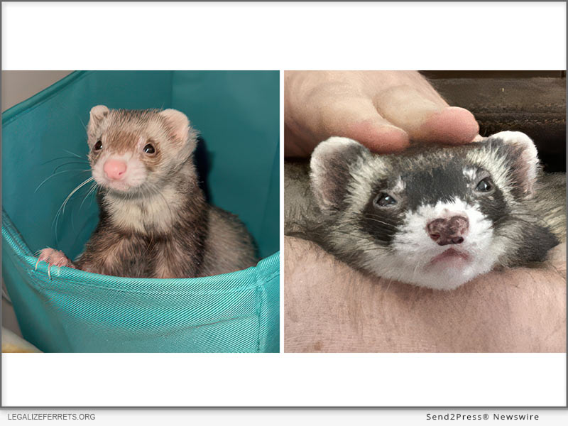 Domestic ferrets are legal to own in 48 U.S. states, yet California continues to maintain a prohibition
