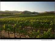 Domaine Carneros Named Sustainable Business of the Year by Napa Chamber of Commerce Photo credit Curt Fischer for Domaine Carneros