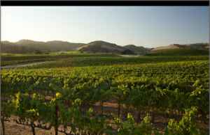 Domaine Carneros Named Sustainable Business of the Year by Napa Chamber of Commerce Photo credit Curt Fischer for Domaine Carneros