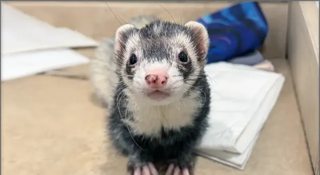 Legalize Ferrets seeking removal of domestic ferrets from California's restricted species list
