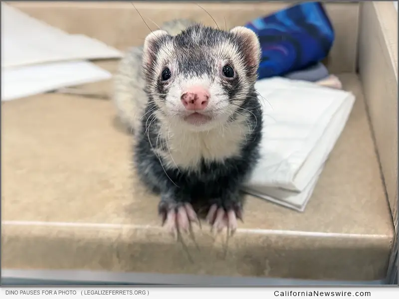 Legalize Ferrets seeking removal of domestic ferrets from California's restricted species list