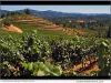Alder Springs Vineyard