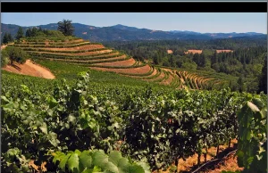 Alder Springs Vineyard