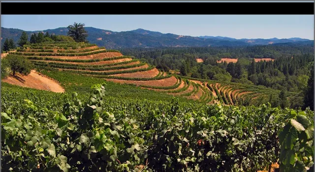 Alder Springs Vineyard