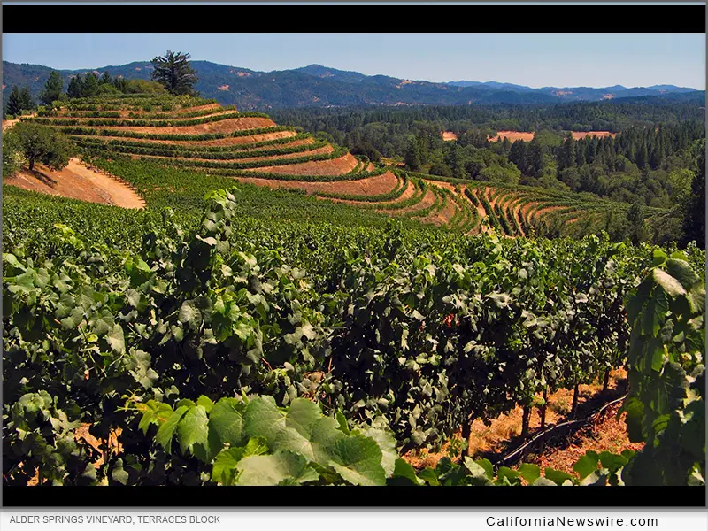 Alder Springs Vineyard