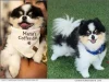 California Dog Finley from Pet Friendly Paw Life Wins Best in California