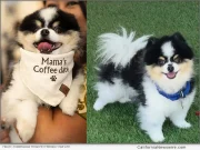 California Dog Finley from Pet Friendly Paw Life Wins Best in California