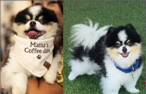 California Dog Finley from Pet Friendly Paw Life Wins Best in California