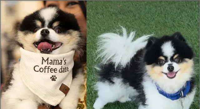California Dog Finley from Pet Friendly Paw Life Wins Best in California