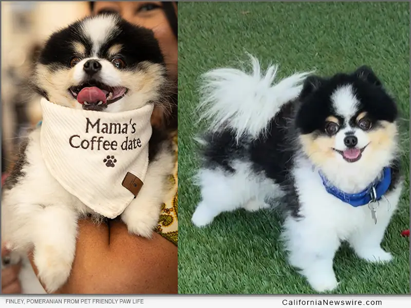 California Dog Finley from Pet Friendly Paw Life Wins Best in California