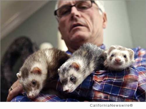 California Ferret Enthusiasts