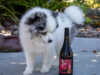 Rescue Dog Wines - rescue pup!