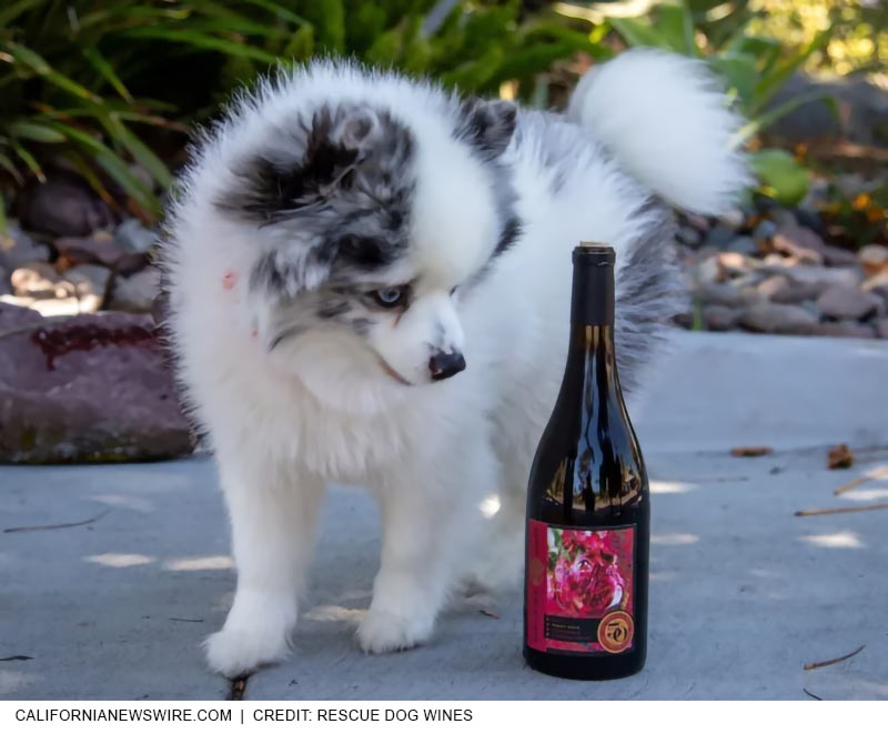 Rescue Dog Wines - rescue pup!