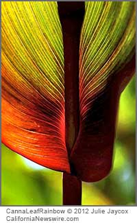 Canna Leaf Rainbow (c) 2012 Julie Jaycox