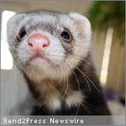 Legalize Ferrets